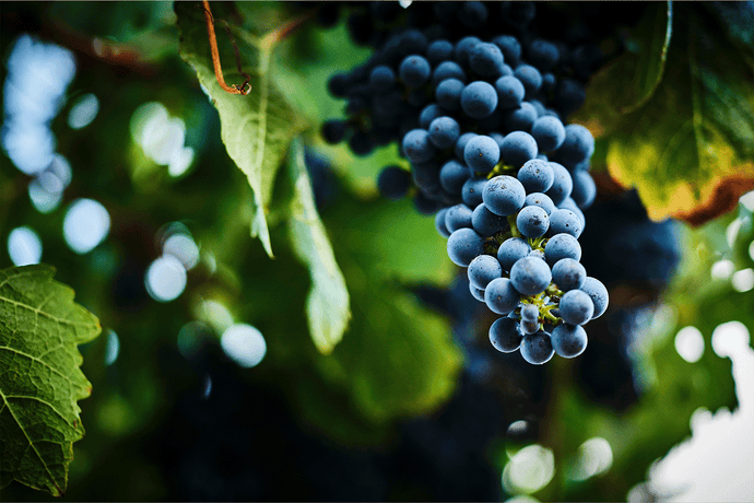 Cabernet Sauvignon in the Pyrenees Wine Region, Victoria